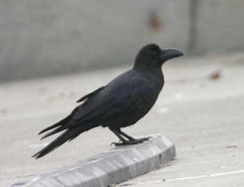 5750_Large-billed_Crow