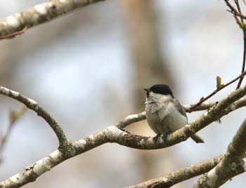 5791_Willow_Tit