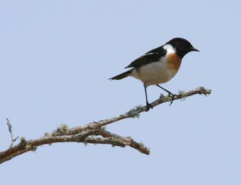 5796_Stonechat