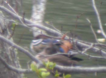 5860-N1394_Mandarin_Duck