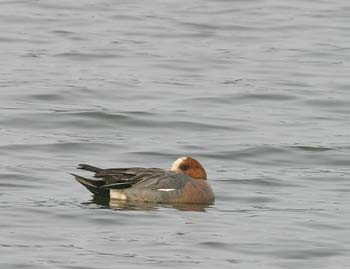 5887_Eurasian_Wigeon