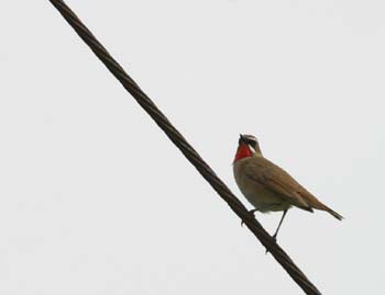 5905_Siberian_Rubythroat