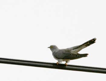 5911_Eurasian_Cuckoo