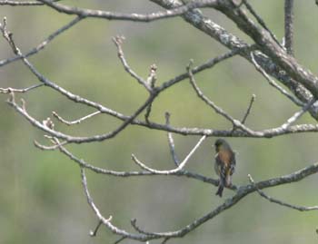 5955_Black-faced_Bunting