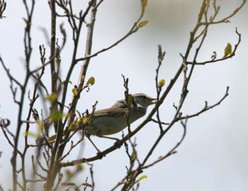 5956_Japanese_Bush-Warbler
