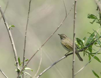 5958_Eastern_Crowned_Leaf-Warbler