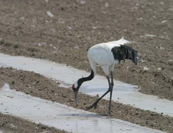 5963_Red-crowned_Crane