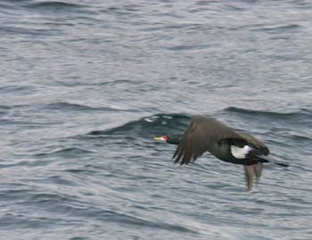 5970_Red-faced_Cormorant