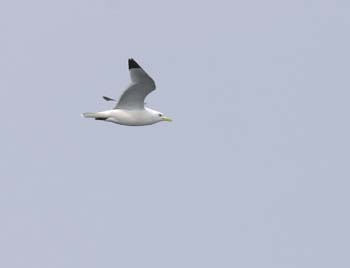 5978_Black-legged_Kittiwake