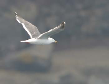 5980_Slaty-backed_Gull