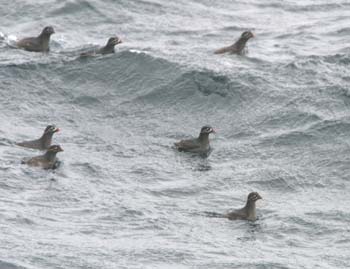 6077_Whiskered_Auklet