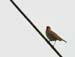 5905_Siberian_Rubythroat