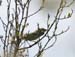 5956_Japanese_Bush-Warbler