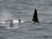 6118_Killer_Whale